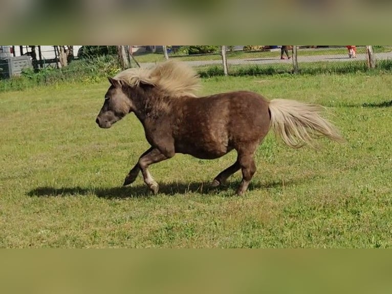Shetland Ponys Hengst 3 Jahre 98 cm in Planebruch