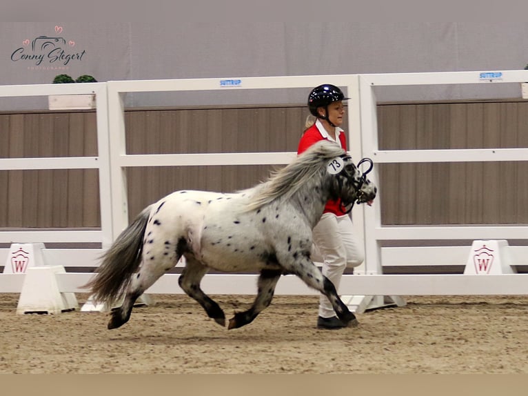 Shetland Ponys Hengst 3 Jahre 98 cm Tigerschecke in Detmold