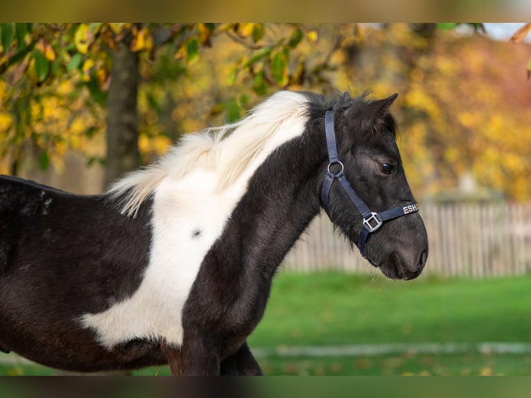 Shetland Ponys Hengst 3 Jahre  in GROTE-BROGEL