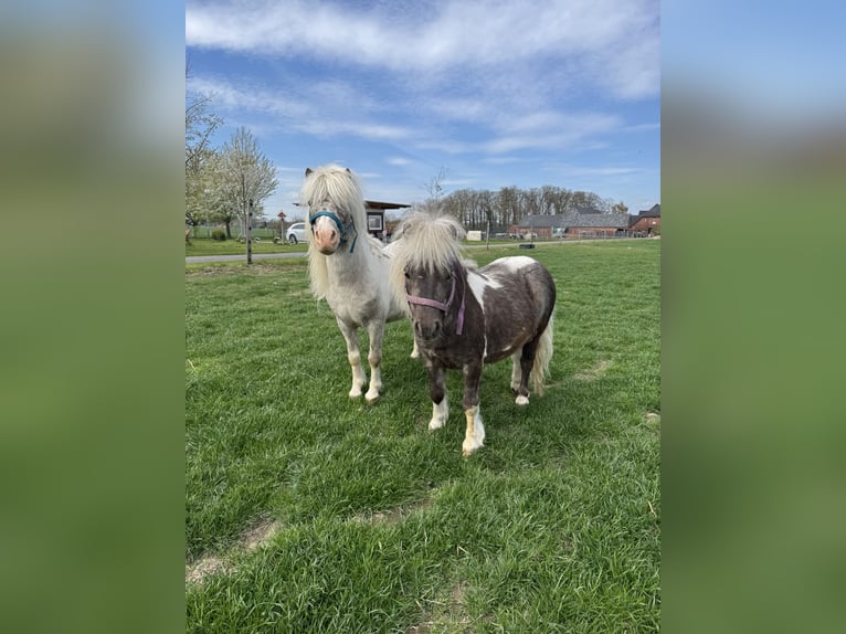 Shetland Ponys Hengst 3 Jahre Schecke in Warpe