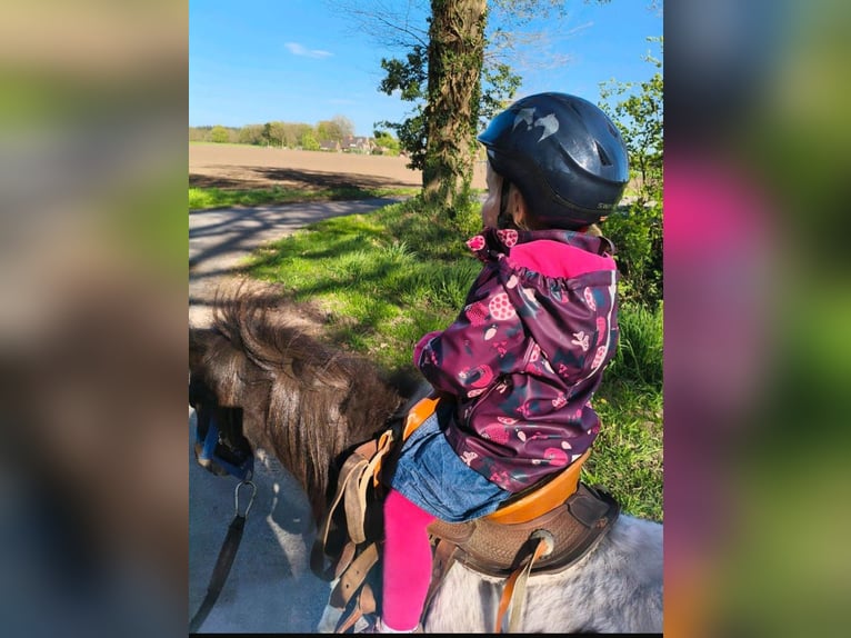 Shetland Ponys Hengst 4 Jaar 100 cm Gevlekt-paard in Andervenne