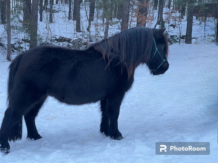 Shetland Ponys Hengst 4 Jaar 101 cm Zwart in Sloup v cechach