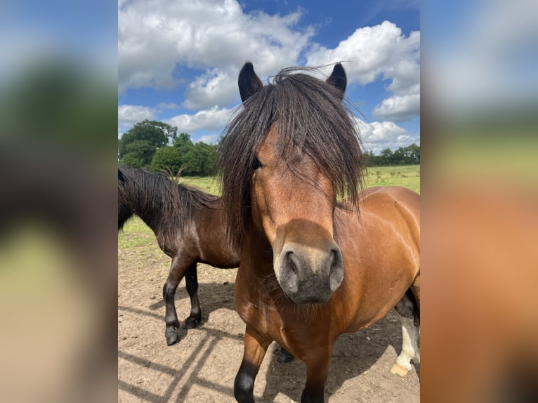 Shetland Ponys Hengst 4 Jaar 106 cm Bruin in Krumstedt