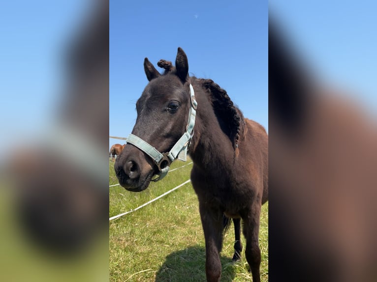 Shetland Ponys Mix Hengst 4 Jaar 115 cm Zwartbruin in Hardinxveld-Giessendam