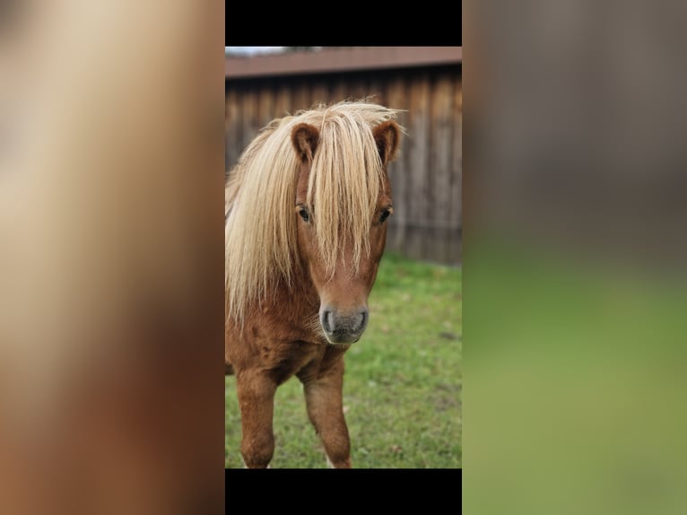 Shetland Ponys Hengst 4 Jaar 80 cm Vos in Geseke