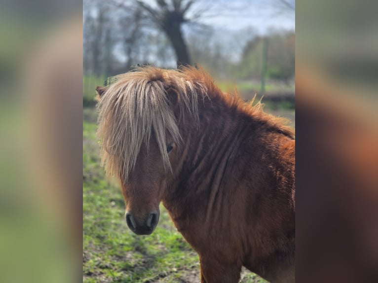 Shetland Ponys Hengst 4 Jaar 80 cm Vos in Geseke