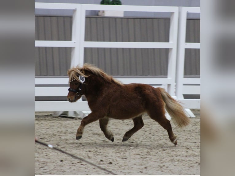 Shetland Ponys Hengst 4 Jaar 80 cm Vos in Geseke