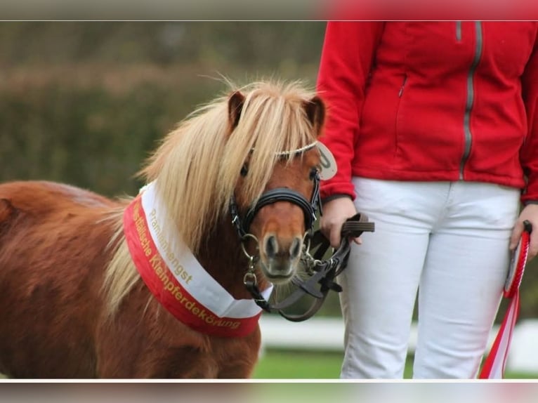 Shetland Ponys Hengst 4 Jaar 80 cm Vos in Geseke