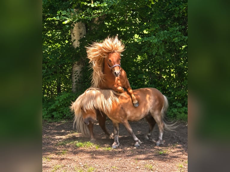 Shetland Ponys Hengst 4 Jaar 80 cm Vos in Geseke