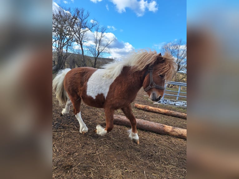 Shetland Ponys Hengst 4 Jaar 88 cm Gevlekt-paard in Gräfinau-Angstedt