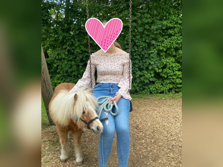 Shetland Ponys Hengst 4 Jaar 90 cm in Vreden