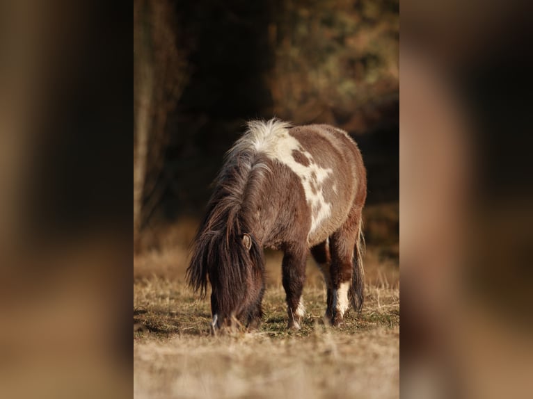 Shetland Ponys Hengst 4 Jaar 95 cm Tobiano-alle-kleuren in Schwarzenbach am Wald