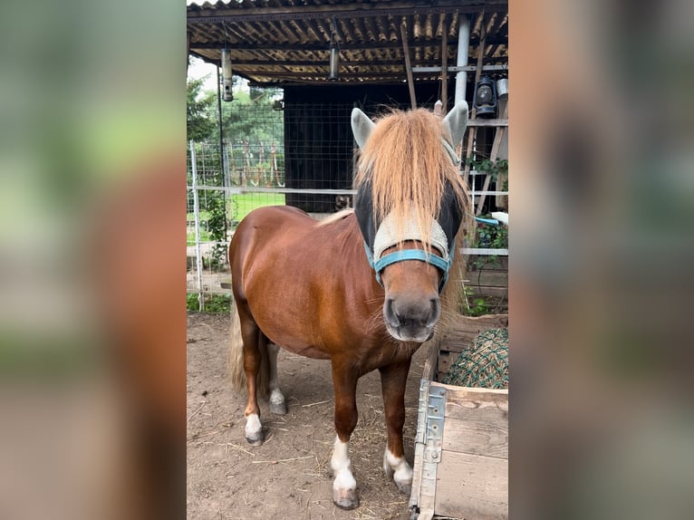 Shetland Ponys Hengst 4 Jaar 98 cm Vos in Dieskau