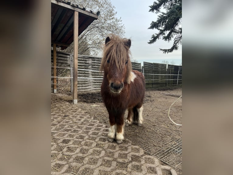 Shetland Ponys Hengst 4 Jaar 98 cm Vos in Dieskau