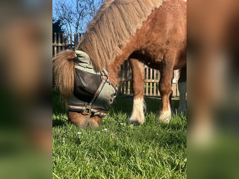 Shetland Ponys Hengst 4 Jaar 98 cm Vos in Dieskau