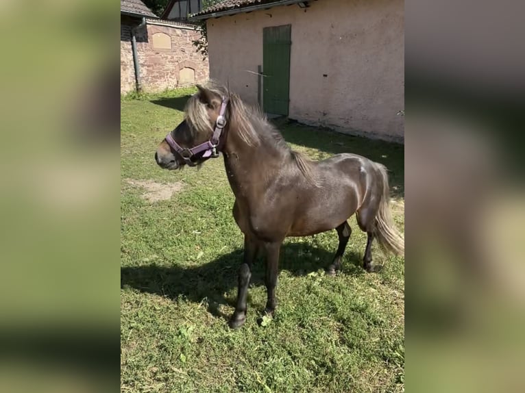 Shetland Ponys Hengst 4 Jaar  in Holzminden