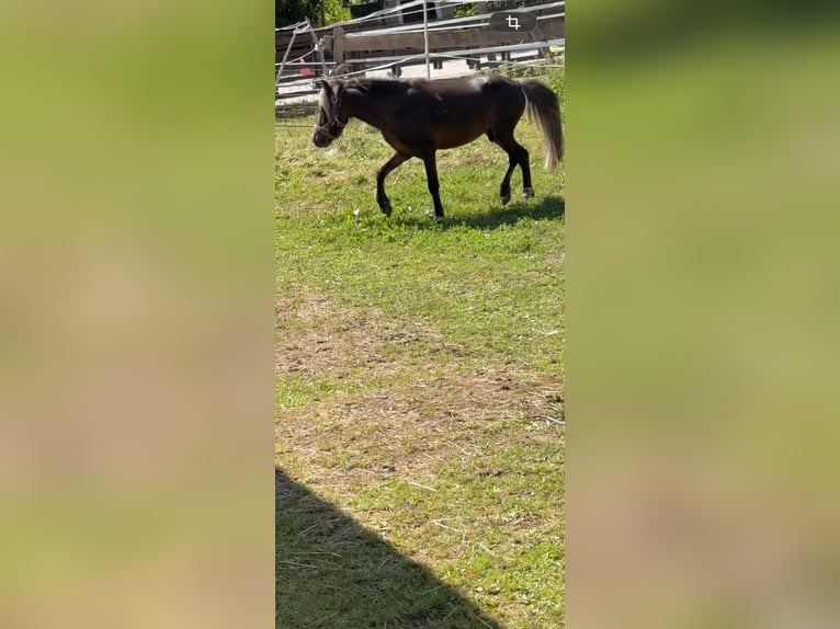 Shetland Ponys Hengst 4 Jaar  in Holzminden
