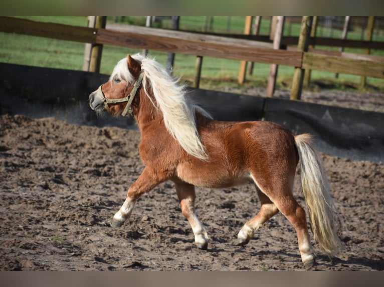 Shetland Ponys Hengst 4 Jaar  in Achtmaal