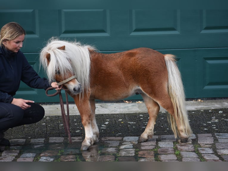 Shetland Ponys Hengst 4 Jaar  in Achtmaal