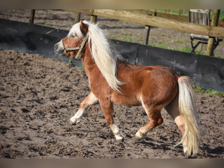 Shetland Ponys Hengst 4 Jaar  in Achtmaal