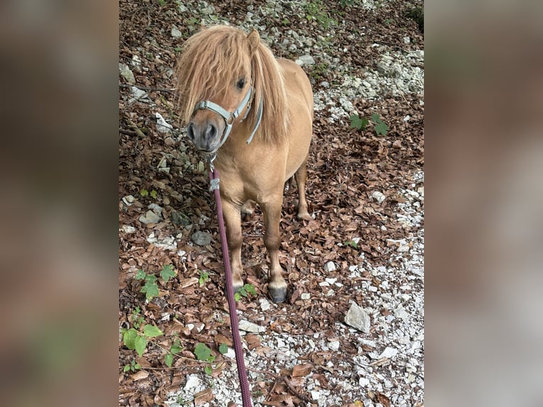 Shetland Ponys Hengst 4 Jaar  in HinterseeHintersee