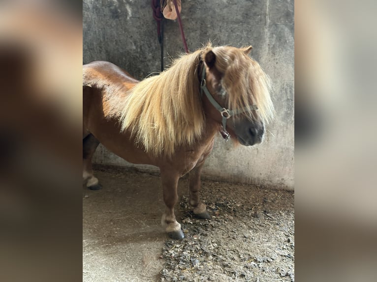 Shetland Ponys Hengst 4 Jaar  in HinterseeHintersee