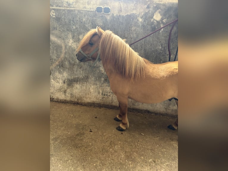 Shetland Ponys Hengst 4 Jaar  in HinterseeHintersee