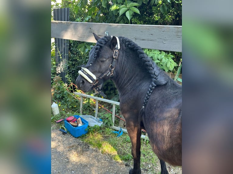 Shetland Ponys Hengst 4 Jaar Zwart in Bornheim