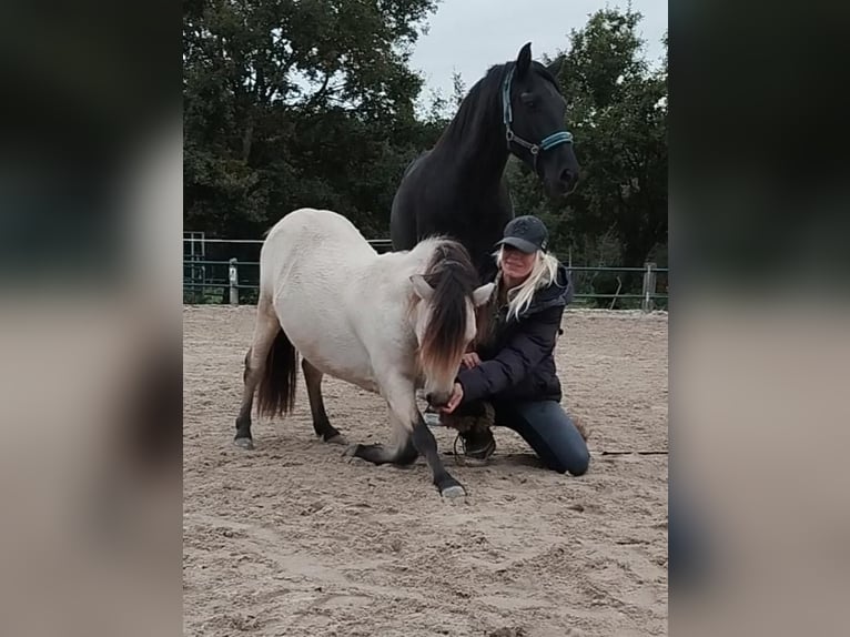 Shetland Ponys Hengst 4 Jahre 100 cm Buckskin in Issum