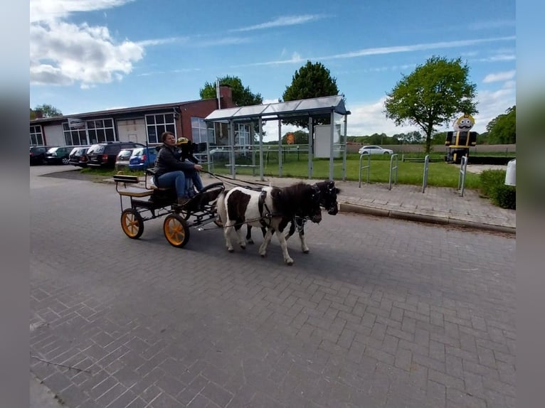 Shetland Ponys Hengst 4 Jahre 100 cm Schecke in Andervenne