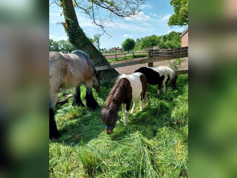 Shetland Ponys Hengst 4 Jahre 100 cm Schecke in Andervenne