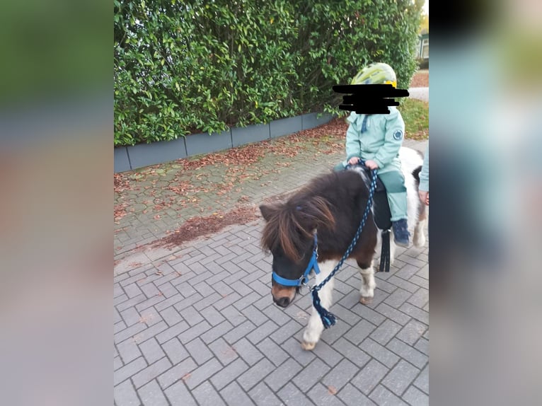 Shetland Ponys Hengst 4 Jahre 100 cm Schecke in Andervenne