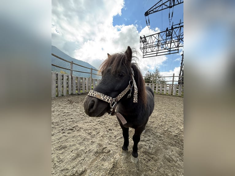 Shetland Ponys Hengst 4 Jahre 100 cm Schecke in Reith bei Seefeld