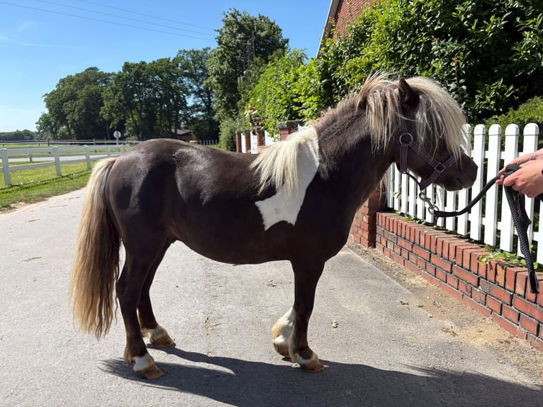 Shetland Ponys Hengst 4 Jahre 103 cm Schecke in Bad Laer