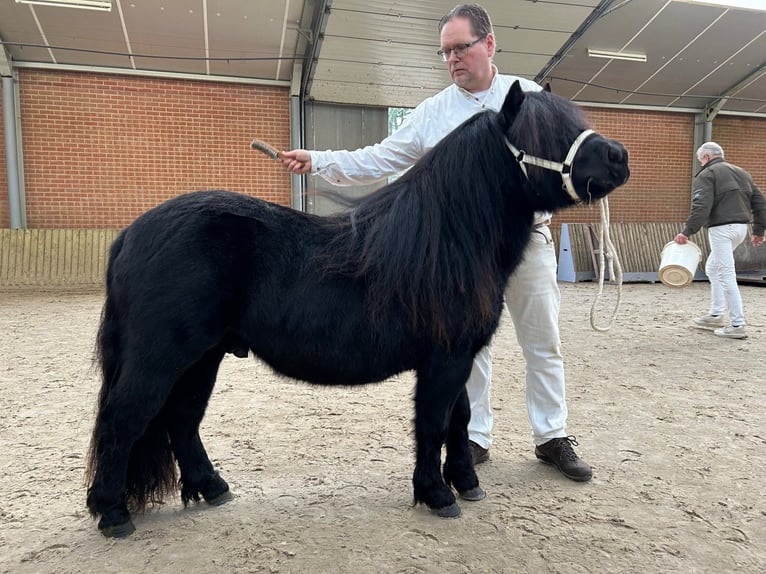 Shetland Ponys Hengst 4 Jahre 104 cm Rappe in Bodegraven