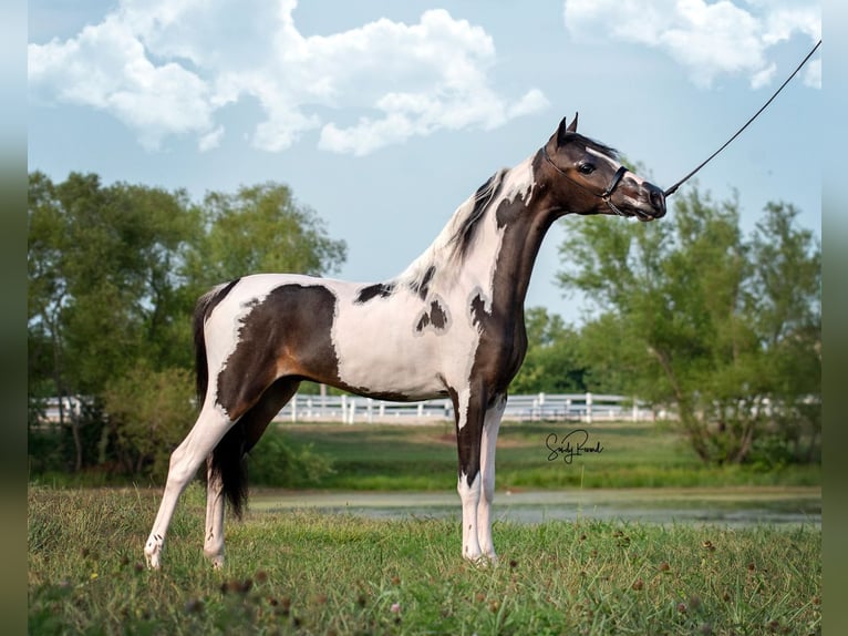 Shetland Ponys Hengst 4 Jahre 105 cm Tovero-alle-Farben in Linkhout