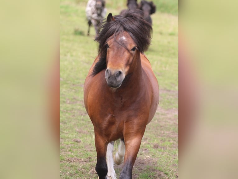 Shetland Ponys Hengst 4 Jahre 106 cm Brauner in Krumstedt