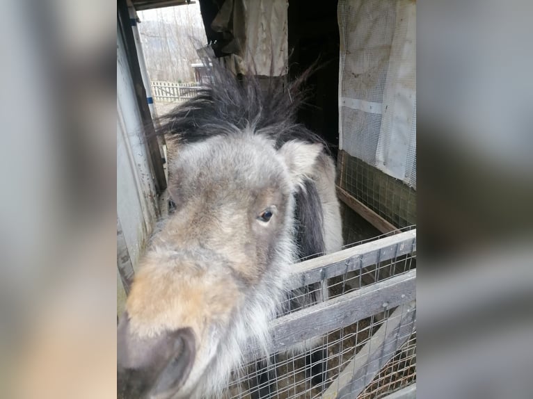 Shetland Ponys Hengst 4 Jahre 106 cm Buckskin in Pleystein