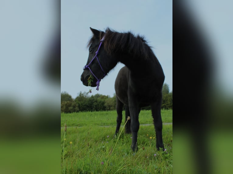 Shetland Ponys Mix Hengst 4 Jahre 115 cm Schwarzbrauner in Hardinxveld-Giessendam