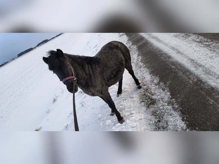 Shetland Ponys Hengst 4 Jahre 120 cm Blauschimmel in Zambrów