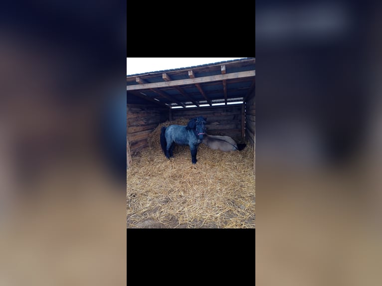Shetland Ponys Hengst 4 Jahre 120 cm Blauschimmel in Zambrów