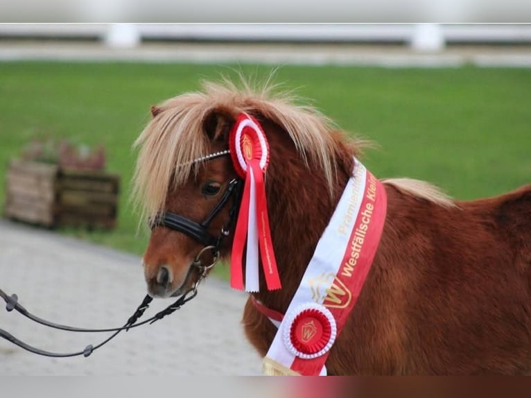 Shetland Ponys Hengst 4 Jahre 80 cm Fuchs in Geseke