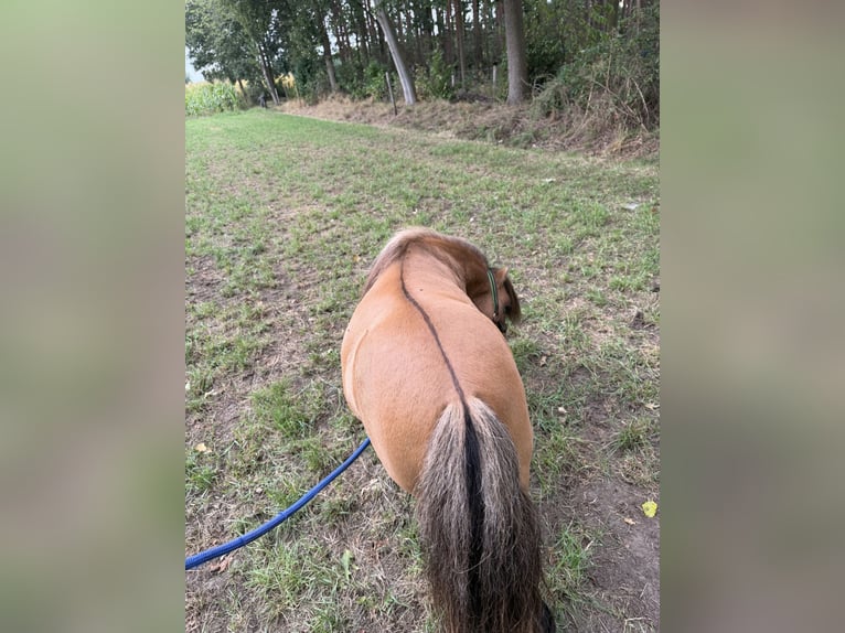 Shetland Ponys Hengst 4 Jahre 85 cm Brauner in Turnhout