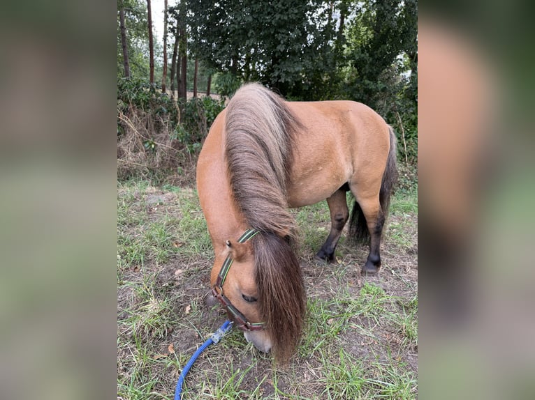 Shetland Ponys Hengst 4 Jahre 85 cm Brauner in Turnhout