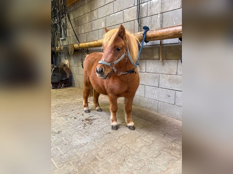 Shetland Ponys Hengst 4 Jahre 85 cm  in Daleiden
