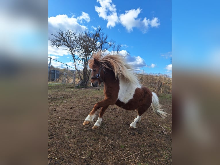 Shetland Ponys Hengst 4 Jahre 88 cm Schecke in Gräfinau-Angstedt