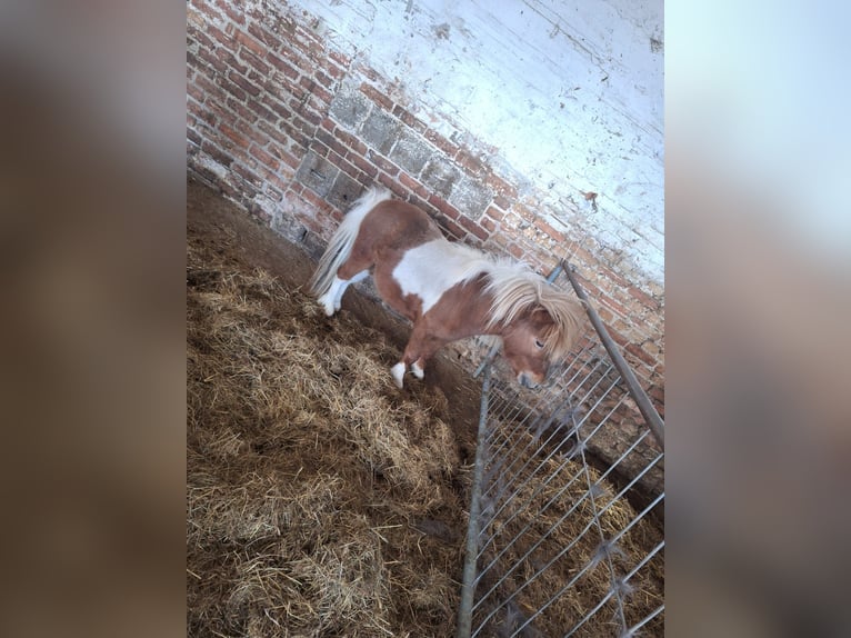 Shetland Ponys Hengst 4 Jahre 88 cm Schecke in Gräfinau-Angstedt