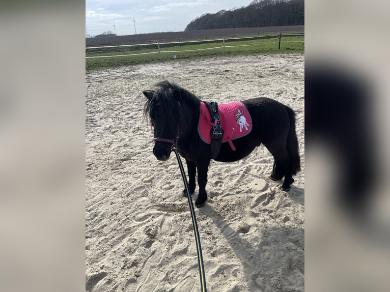 Shetland Ponys Hengst 4 Jahre 90 cm Rappe in Gro&#xDF; Ippener
