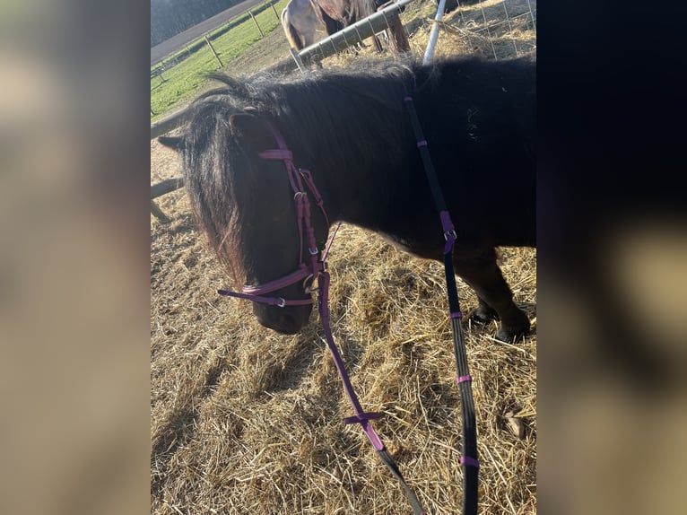 Shetland Ponys Hengst 4 Jahre 90 cm Rappe in Gro&#xDF; Ippener