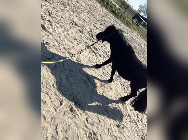 Shetland Ponys Hengst 4 Jahre 90 cm Rappe in Gro&#xDF; Ippener